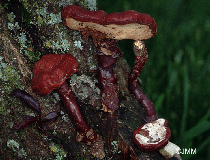 Ganoderma lucidum