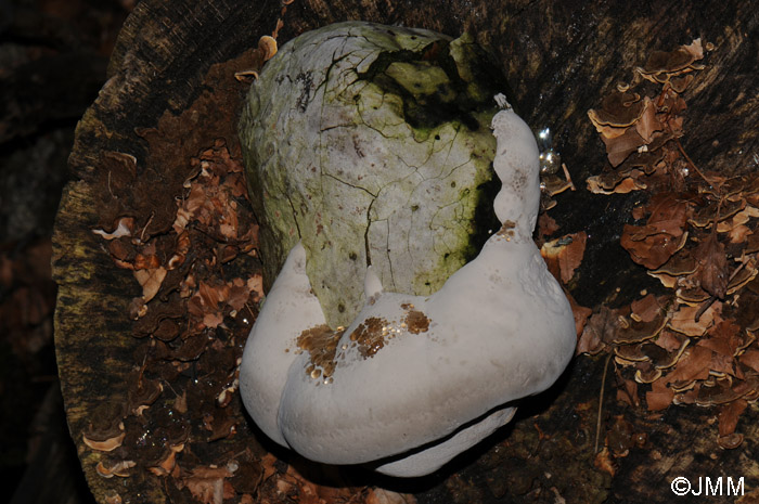 Ganoderma pfeifferi 