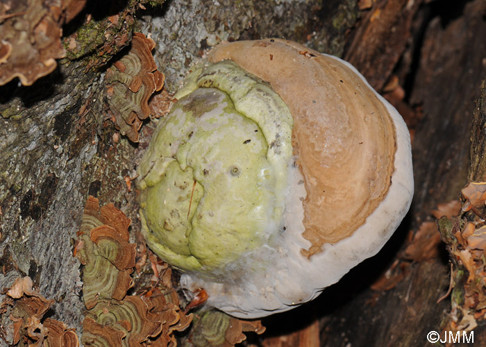 Ganoderma pfeifferi 