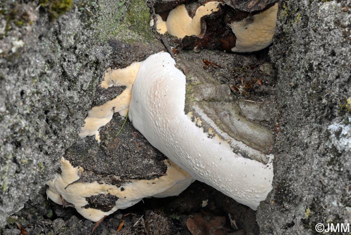 Ganoderma pfeifferi