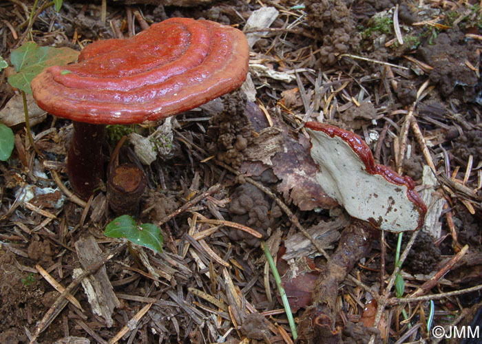 Ganoderma tsugae