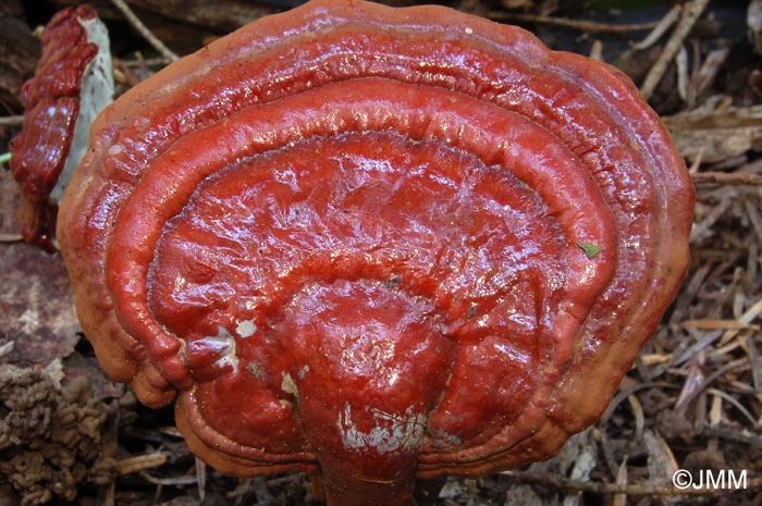 Ganoderma tsugae