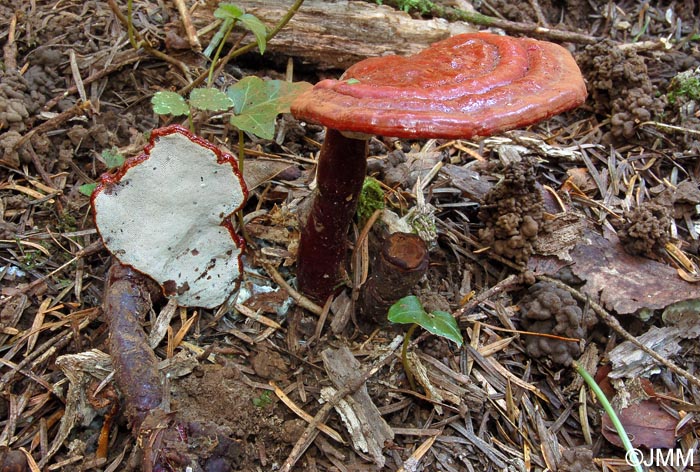 Ganoderma tsugae