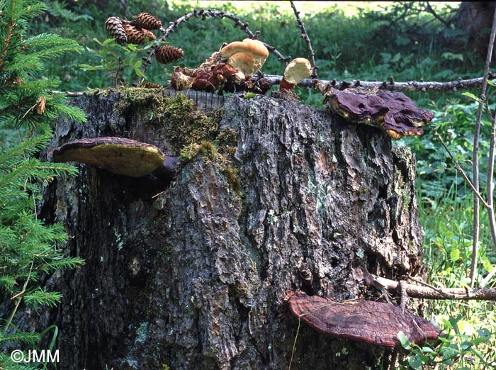 Ganoderma valesiacum