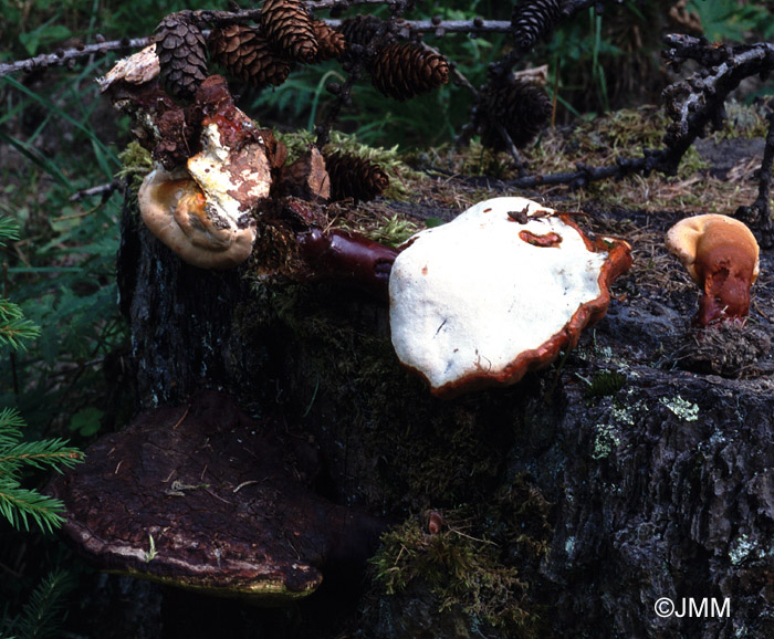 Ganoderma valesiacum