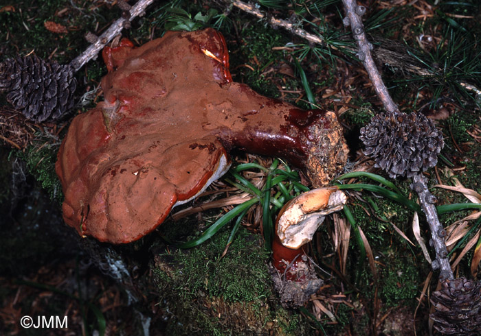 Ganoderma valesiacum