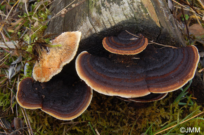 Gloeophyllum sepiarium