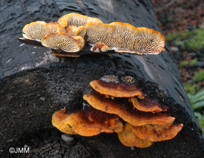 Gloeophyllum sepiarium