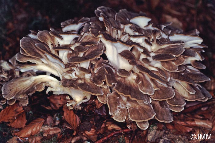 Grifola frondosa