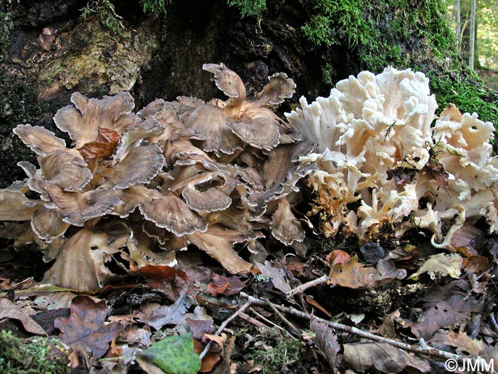 Grifola frondosa