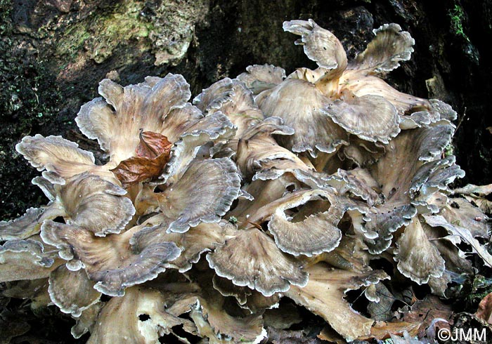 Grifola frondosa