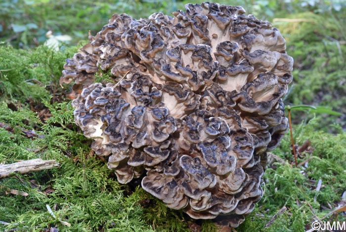 Grifola frondosa