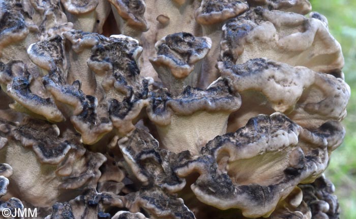 Grifola frondosa