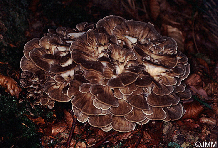 Grifola frondosa