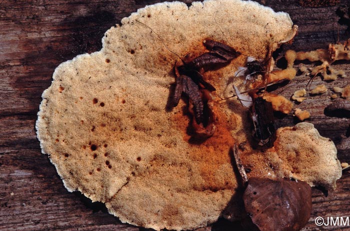 Hapalopilus aurantiacus