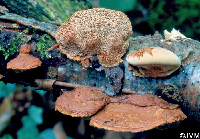 Hapalopilus rutilans = Hapalopilus nidulans