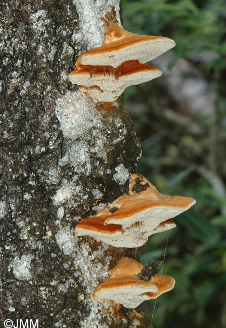 Inonotus rheades = Inocutis rheades