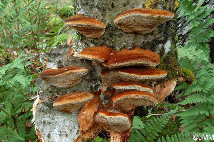 Inonotus rheades = Inocutis rheades