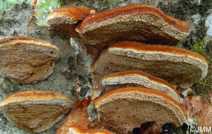 Inonotus rheades = Inocutis rheades