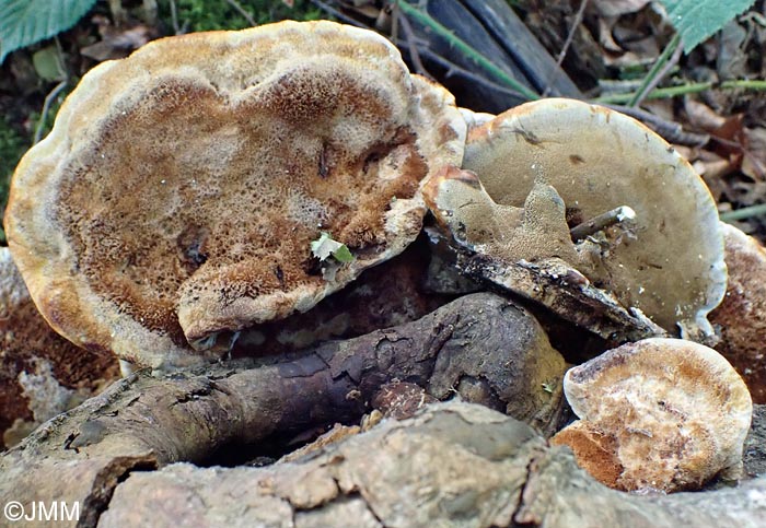 Inonotus cuticularis