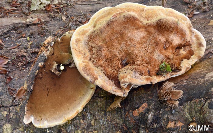 Inonotus cuticularis