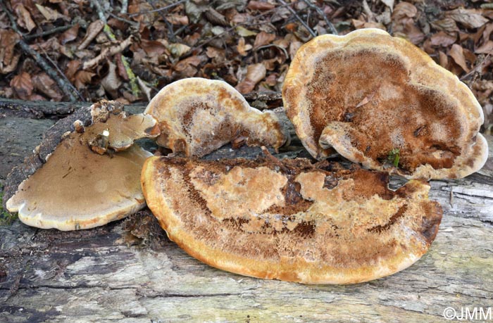 Inonotus cuticularis