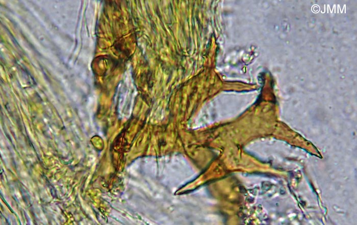 Inonotus cuticularis