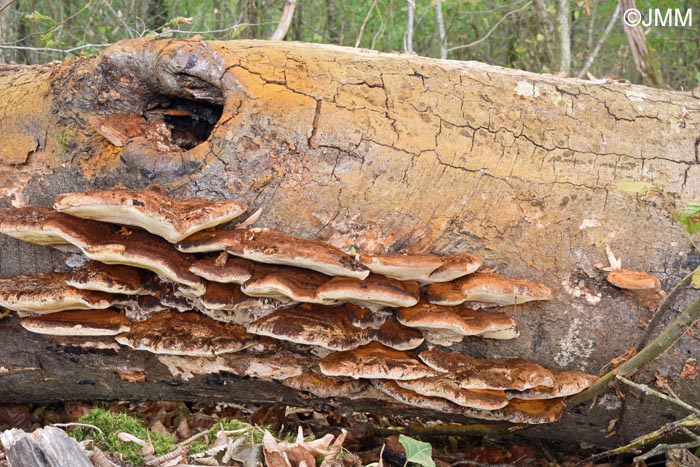 Inonotus cuticularis