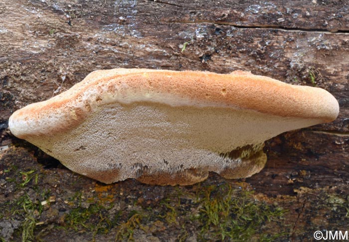 Inonotus cuticularis