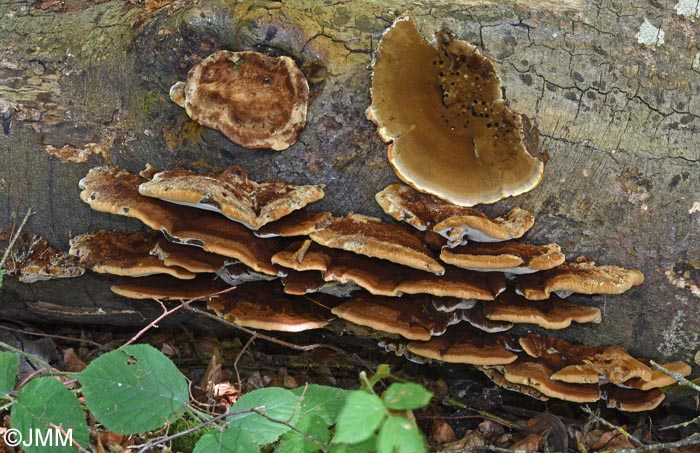 Inonotus cuticularis