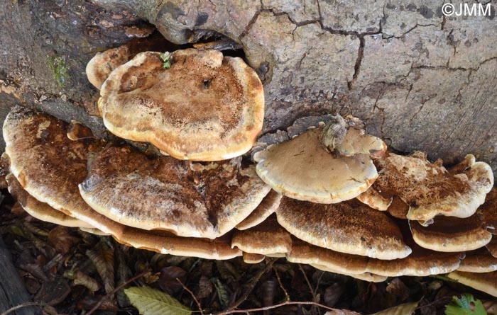 Inonotus cuticularis