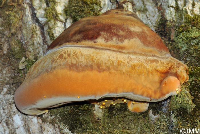 Inonotus hispidus