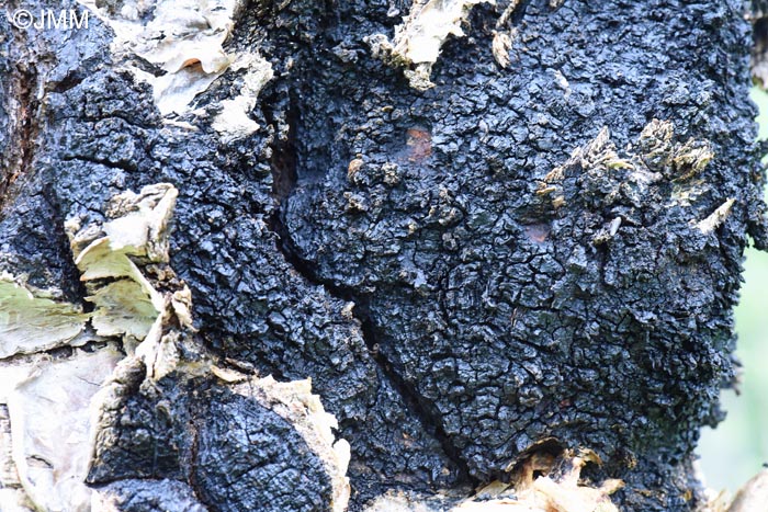 Inonotus obliquus