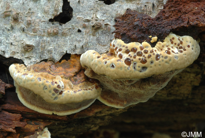 Inonotus radiatus