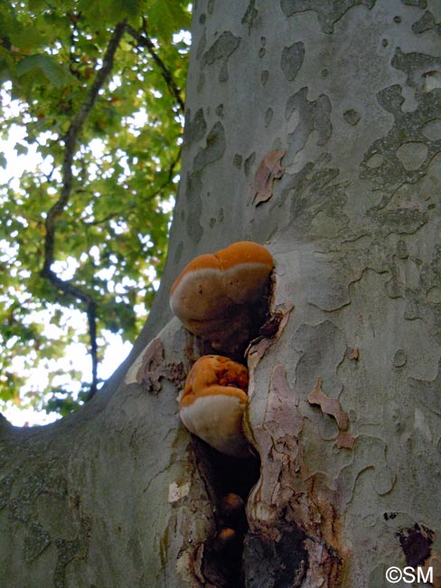 Inonotus rickii