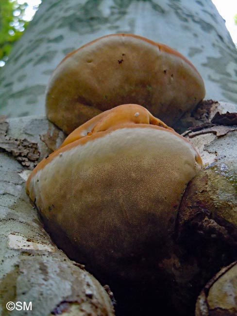 Inonotus rickii