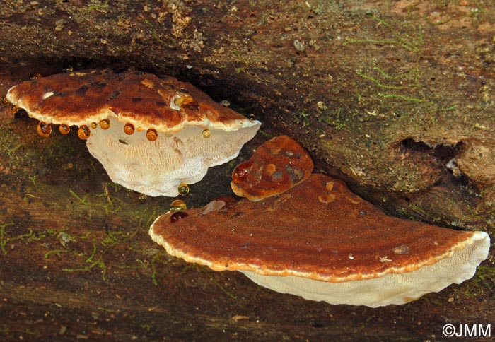 Ischnoderma benzoinum