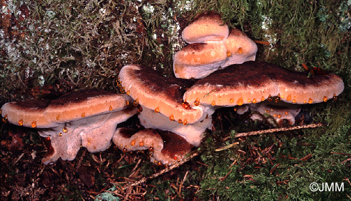 Ischnoderma benzoinum