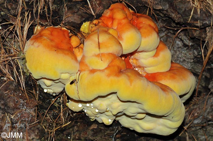Laetiporus montanus