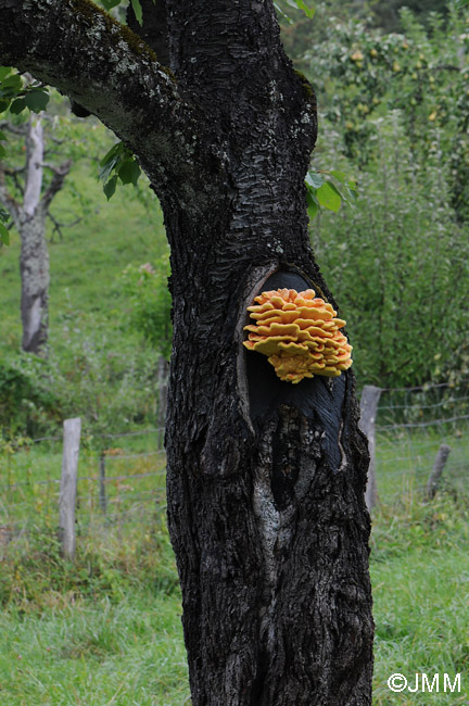 Laetiporus sulphureus