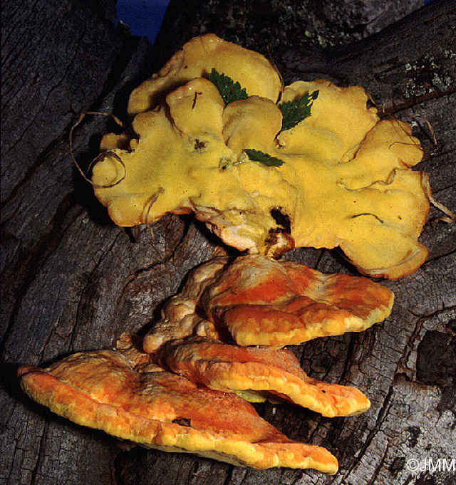 Laetiporus sulphureus