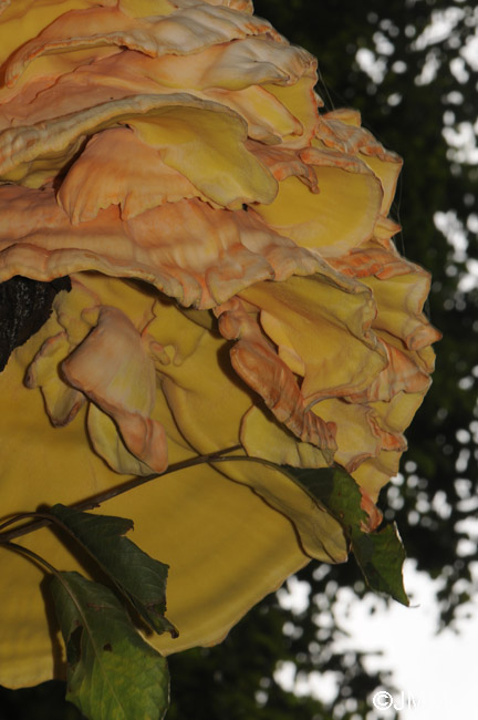 Laetiporus sulphureus