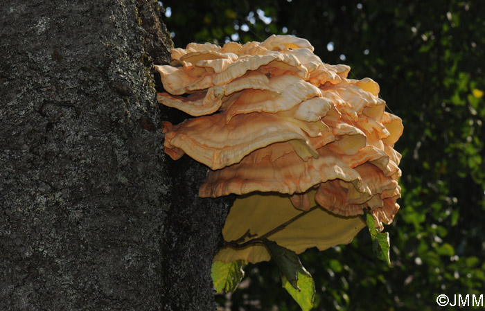 Laetiporus sulphureus