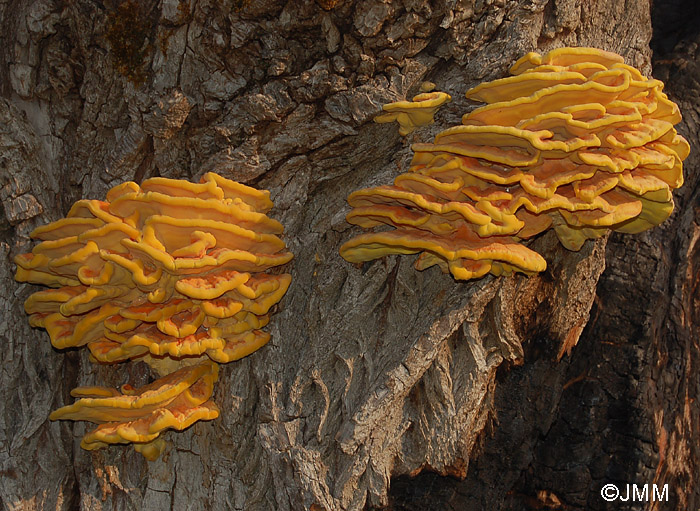 Laetiporus sulphureus