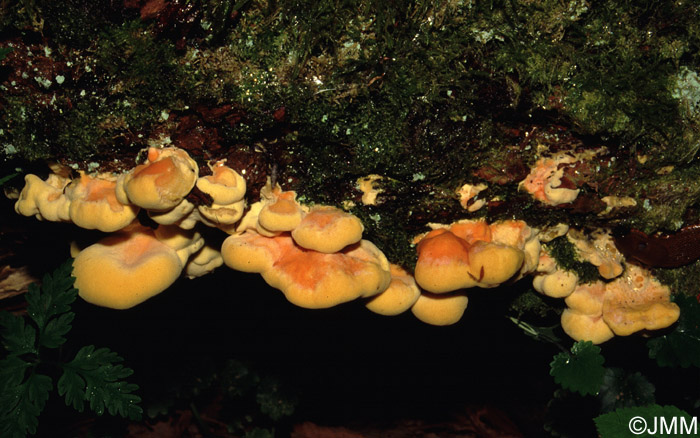 Laetiporus sulphureus 