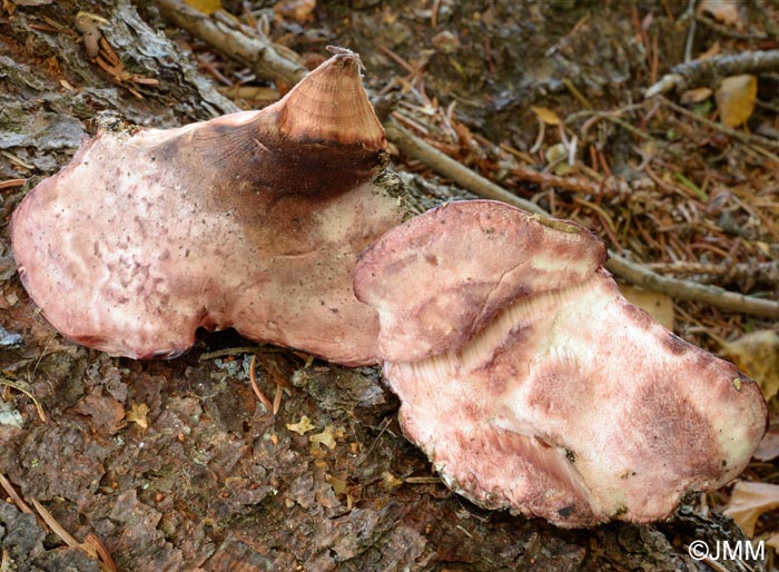 Leptoporus mollis