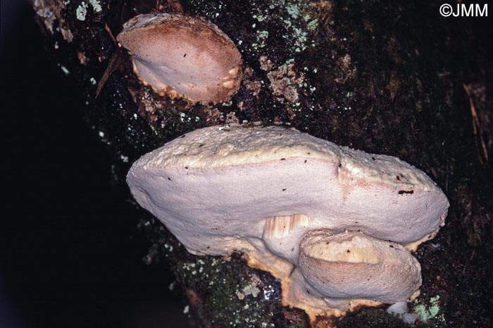 Leptoporus mollis