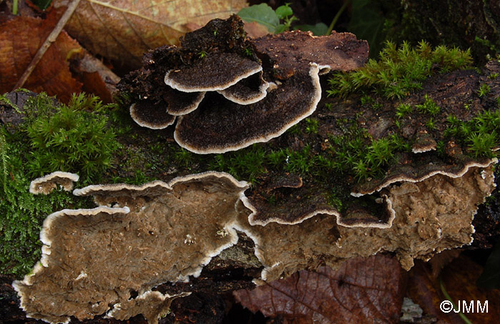 Lopharia spadicea