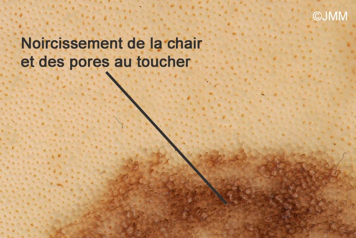 Meripilus giganteus : noircissement de la chair