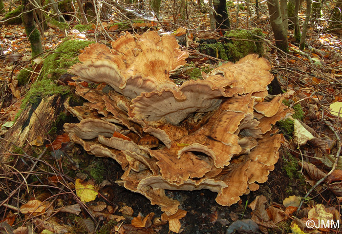 Meripilus giganteus